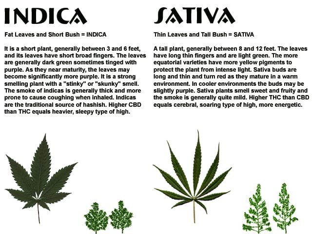 sativa vs indica