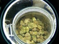 Cannabis Shopping 101