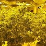 Portland Marijuana Tourism
