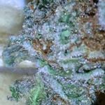 death star cannabis strain