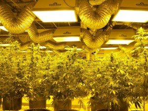 The Effect of Lighting on Cannabis Cultivation