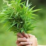 weed
