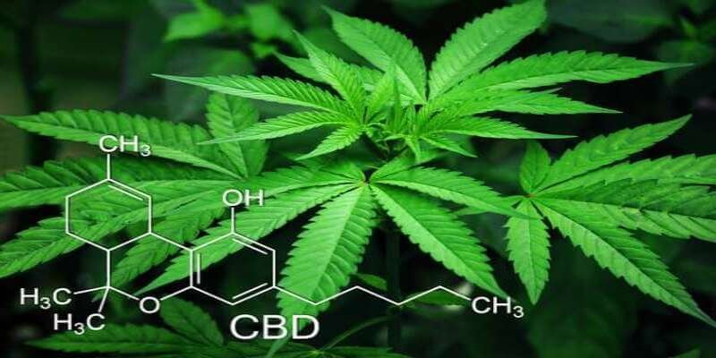 Beginner’s Guide to Buying CBD 