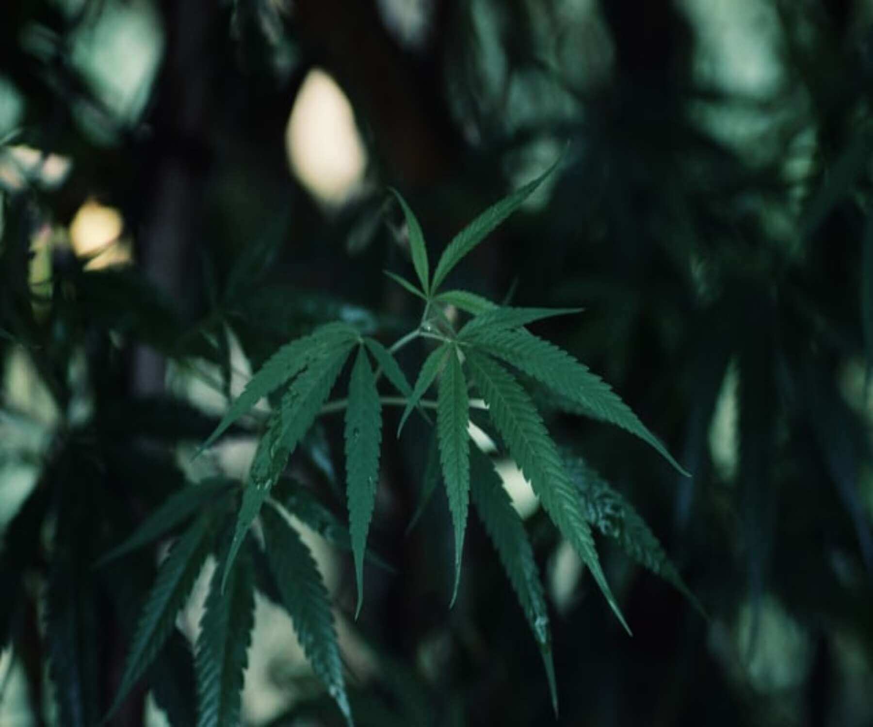 cannabis leaf in a hand
