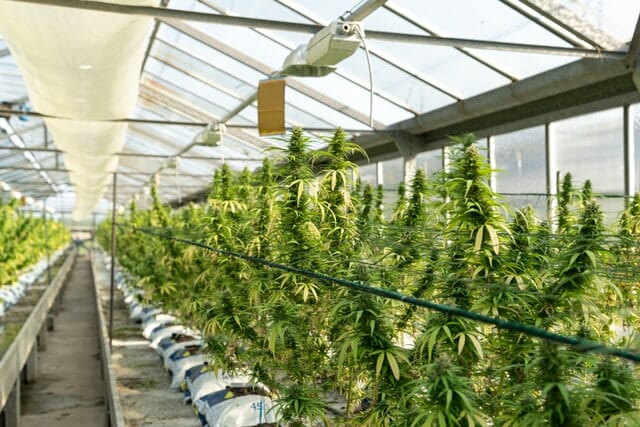 large outdoor covered cannabis grow house