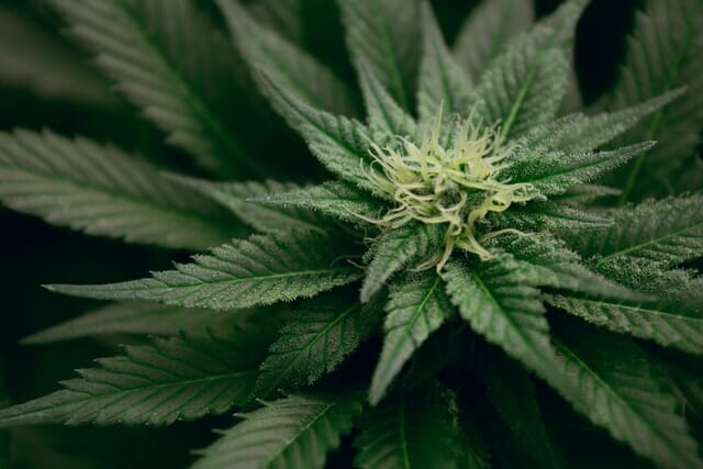close up photo of cannabis plant