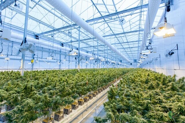 cannabis grow warehouse 