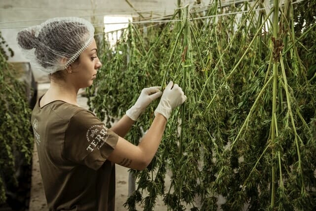woman tending to cannabis plants