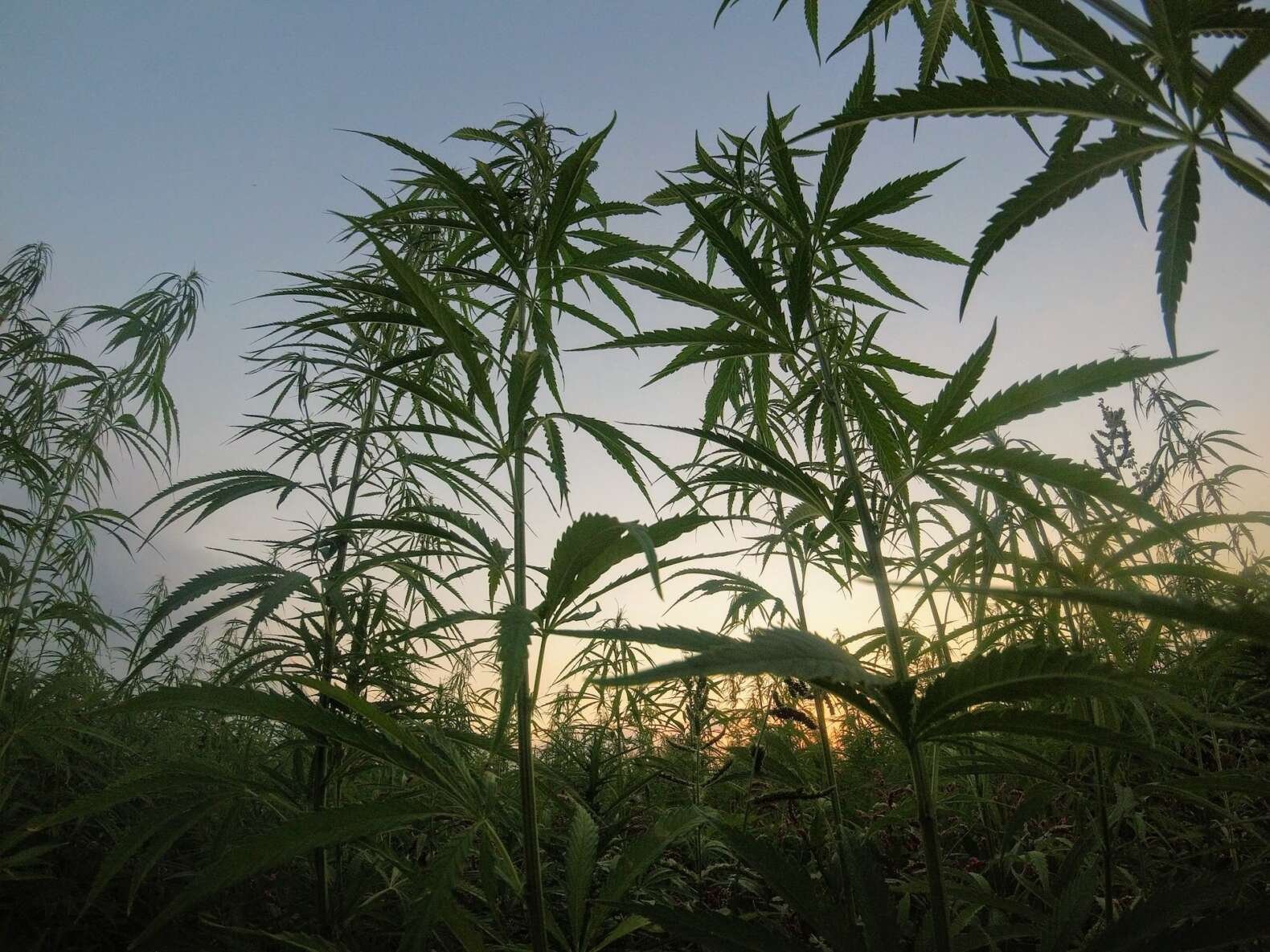 hemp plants growing in a field 