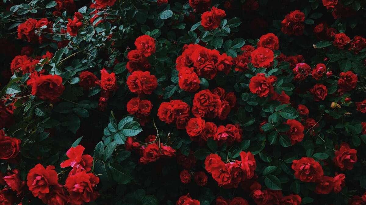 vines of roses