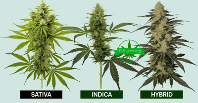 Cannabis and Health: Why People Use Cannabis - USAWeed