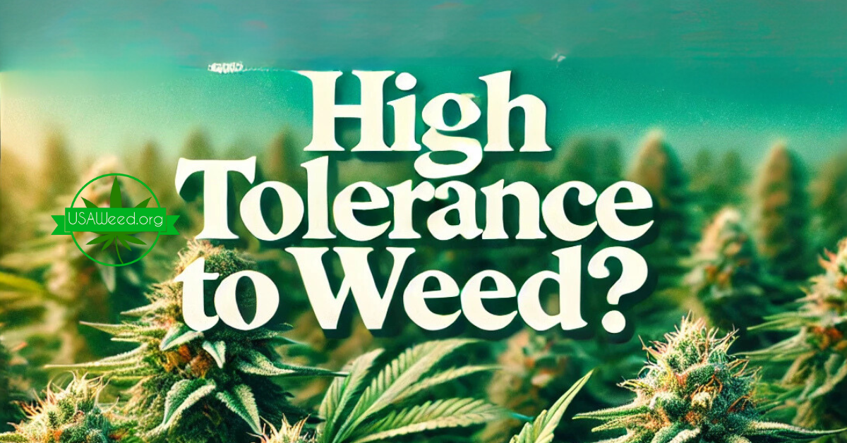 high tolerance to cannabis