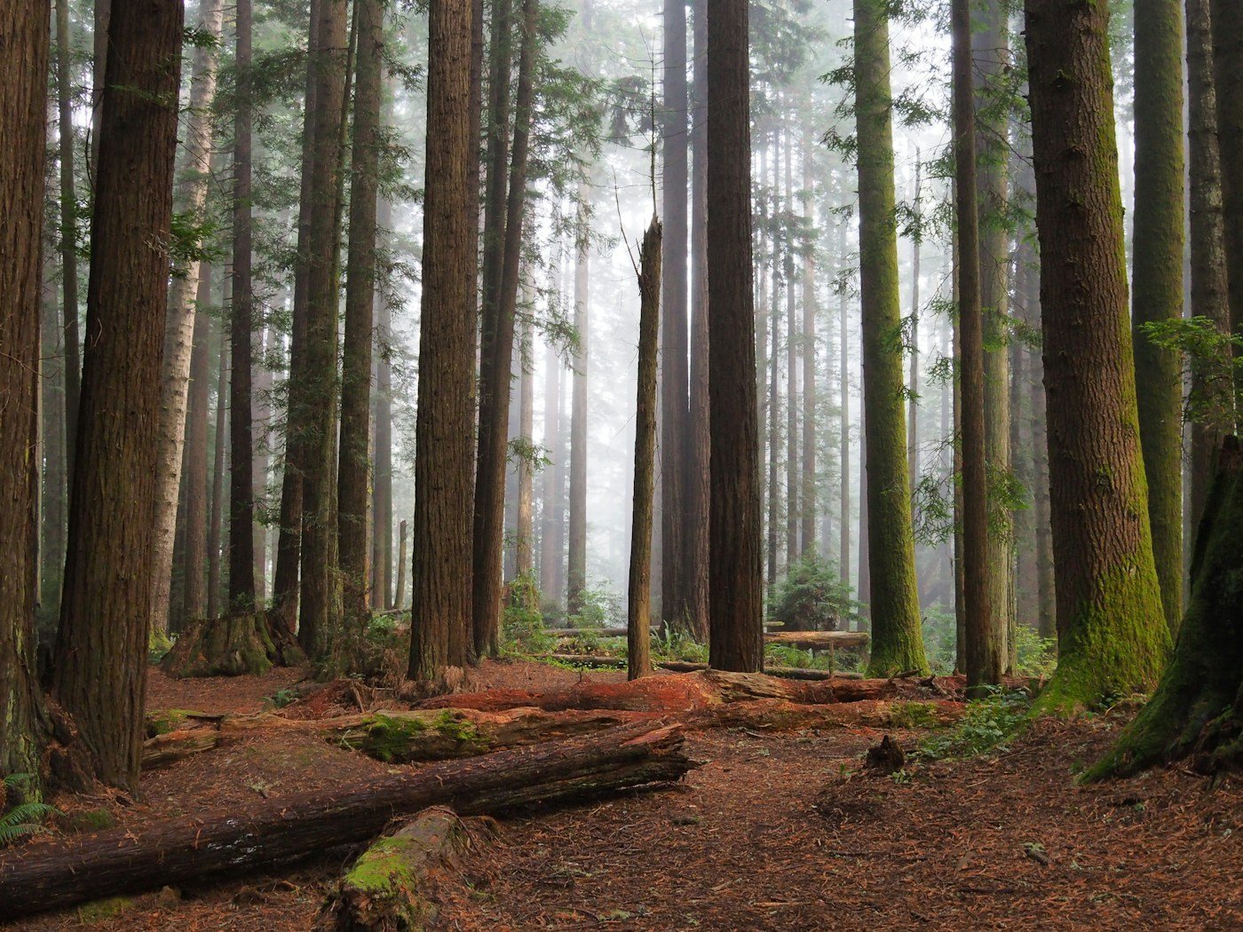Tall redwoods and moss-covered fallen logs in Arcata Community Forest