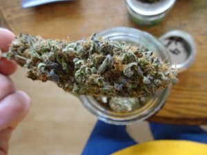 top 10 marijuana strains - ice wreck